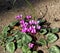 Cyclamen blossomed on the ground in Georgia