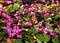 Cyclamen coum flowers natural on forest floor