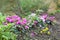 Cyclamen coum, pink cyclamens in flower, UK