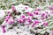 Cyclamen coum winter flowering plants covered in snow, UK