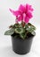 Cyclamen. Field of colorful variety of cyclamen flowers in blossom in greenhouse ready for sales. Pink, purple, ornamental, white,