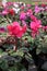 Cyclamen. Field of colorful variety of cyclamen flowers in blossom in greenhouse ready for sales. Pink, purple, ornamental, white,