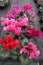 Cyclamen. Field of colorful variety of cyclamen flowers in blossom in greenhouse ready for sales. Pink, purple, ornamental, white,