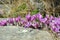 Cyclamen flower. The Arcadian wall ruins, Greece, Messini, Peloponnese