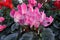 Cyclamen flower Multi colors