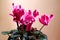 Cyclamen flower - spring flowering - Pink background