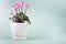 Cyclamen flower in a White pot on a gray-green background