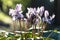 Cyclamen flowerbed in the wild with sunset green bokeh monochrome