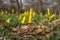 The cyclamen-flowered daffodil blooming in the spring.