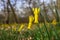 The cyclamen-flowered daffodil blooming in the spring.