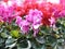 Cyclamen flowers