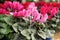 Cyclamen Flowers