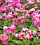 Cyclamen Flowers