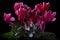 Cyclamen Flowers