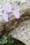 Cyclamen flowers