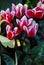 Cyclamen Flowers