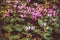 cyclamen flowers field
