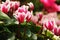 cyclamen flowers in greenhouse close-up