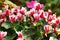 Cyclamen flowers in greenhouse close-up