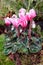 Cyclamen flowers and moss in a closed garden