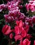 Cyclamen Flowers - Two Varieties