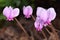 Cyclamen hederifolium flower. Neapolitanum.