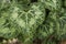 Cyclamen hederifolium leaves close up