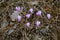 Cyclamen hederifolium, Primulaceae.