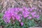 Cyclamen, perennial flowering plant in outdoor. Spring blooming in Israel