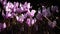 Cyclamen - perennial flowering plants in the family Primulaceae