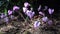 Cyclamen - perennial flowering plants in the family Primulaceae