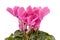 Cyclamen persicum