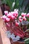 Cyclamen  pink with white  in a pot in garden nursery. Flower greenhouse and the blossoming cyclamen in the foreground it is verti