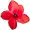 Cyclamen plant flower blossom in great red color. Front view. Additional png file included