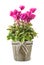 Cyclamen plant in flowers