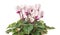 Cyclamen plant with flowers