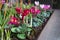 Cyclamen, primroses, and crocus in planter for springtime display