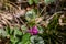 Cyclamen purpurascens flower growing in forest, close up