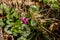 Cyclamen purpurascens flower growing in forest, close up