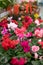 Cyclamen with red flowers. Vertical photo flower shop. A perennial houseplant in a flower pot for sale