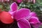 Cyclamen , Red Persian cyclamen`s petals with water drops.