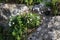 Cyclamens bloom on the stones