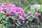 Cyclamens in flower, cyclamen coum in a garden, UK