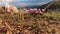 Cyclamens and shrubs blown in the strong wind at the top of the ancient Greek Athenian stronghold of Erythrae,, Greece