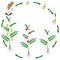 Cycle of growth of a chickpea plant on a white background.