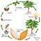 Cycle of growth of cocoa tree on a white background.