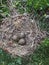 Cycle of life birds eggs nature nest