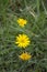 The cycle of the life of the dandelion flower