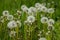 Cycle of life in world of dandelions