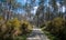 Cycle Path, Landes, France